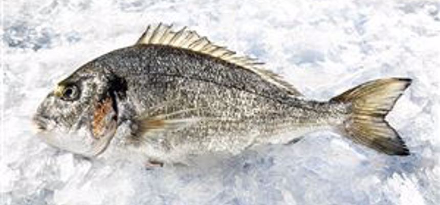 Sea Bream